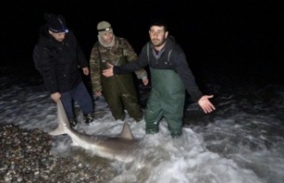 Kuzu balığı zannettiler oltayla 2 metrelik köpekbalığı...