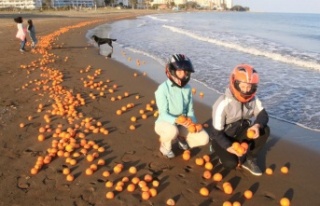 Sahil portakal doldu