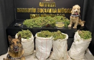 Uyuşturucu operasyonunda 50 kilo esrar ele geçirildi