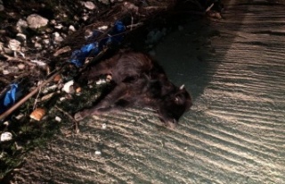 Yabani büyükbaş hayvan telef oldu