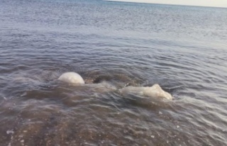 Yüzlerce denizanası kıyıya vurdu, profesör uyardı:...