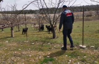 Ahırdan kaybolan keçi ve koyunlar jandarma tarafından...