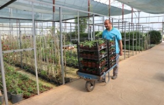 Alanya Belediyesi bayramda 62 bin çiçek dağıtacak