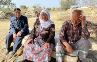 Alanya'da kurtlar 25 koyunu telef etti, 3 ailenin...