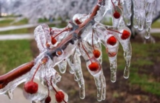 Alanyalı üreticiye zirai don uyarısı