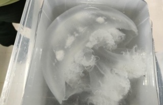 Antalya kıyılarındaki göçmen denizanaları sualtında...