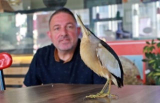 Antalya’da bahçeye düşen ve nesli tükenmekte...