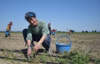 Antalya’da ilk kuşkonmaz hasatını gerçekleştiren...