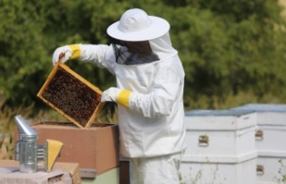 Arıcılık sektörü, sorunlarına çözüm bulmak...