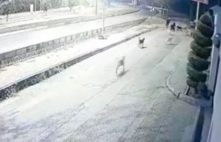 Aynı yerde 10'u geçkin köpeğin bebek arabalı...