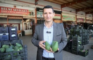 Başkan Sevilgen'den avokado hırsızlığına...