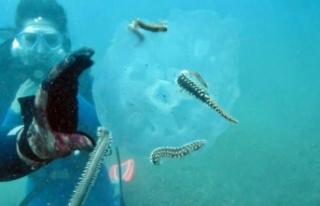 Binlercesi kıyıya vurmuştu, bu sefer çıyanlara...