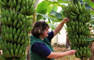 Bir dönem lükstü, şimdi enflasyona direnen meyve...