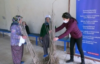 Büyükşehir’den Alanya'daki ipekböceği...