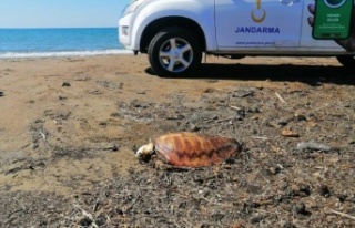 Denize atılan atıklar 4 caretta carettayı telef...