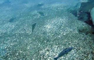 Erkek izmaritlerin yumurta nöbeti görüntülendi