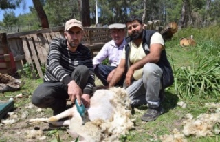 Koyun kırkma işinden günlük 2 bin TL kazanıyor