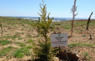 Manavgat’ta yanan ormanların yüzde 70’i ağaçlandırıldı