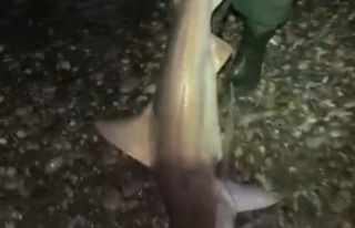 Oltalarına ikinci kez takılan köpekbalığını...