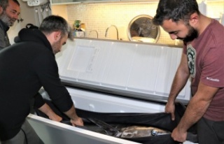 Oltayla tutulan dev orkinosu kamyonetle taşıyıp,...