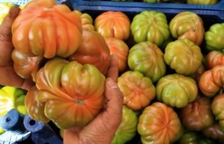 Örtü altında köy domatesinde hasat başladı