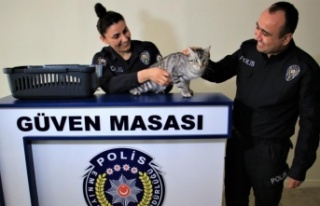 Polisin şefkati, kaza geçiren kediyi yaşama bağladı