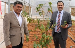 Rektör Kalan: 'Kahve Yemen'den değil Alanya'dan...