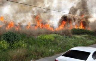Sazlık alan yandı, vatandaş yanan kirpi için seferber...