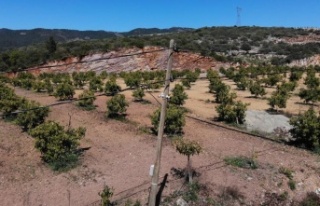 Tanesi 10 TL olan avokado için on binlerce liralık...
