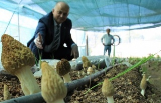 Tazesinin kilosu 400, kurusu 3 bin TL... Türkiye’de...