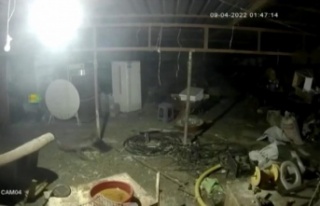 Tilkinin tavuğa saldırdığı anlar kamerada