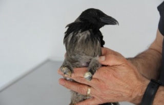 Yaralandı, işkence gördü, uçarak hayvan hastanesine...