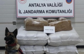 Yolcu otobüsünde 252 kilogram kaçak tütün ele...