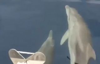 Yunus sürüsü tekneye eşlik etti