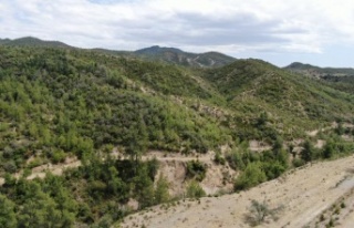 14 yıl önce orman yangınında küle dönen alanlar...