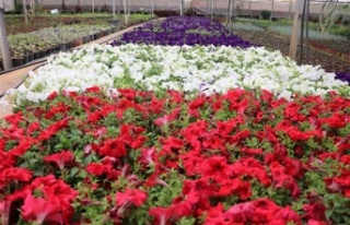 Alanya Belediyesi 600 bin çiçeği kentin farklı...