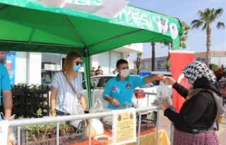Alanya Belediyesi su kabağı fidesi dağıtmaya devam...