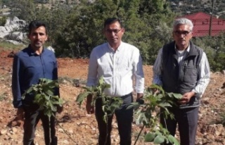 Alanya Ziraat Odası'ndan örnek uygulama