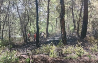 Alanya’da ormanlık alanda yangın