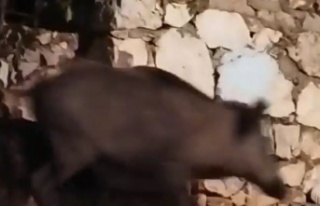 Evin bahçesine giren domuz ev sahibini neye uğradığını...