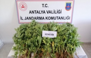 Gazipaşa'da jandarmadan zeytin bahçesine kenevir...