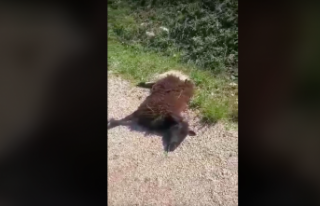 Gökbel Yaylası'nda koyunlar telef oldu