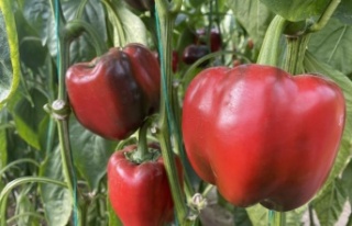 Kaliforniya biberi sezonu sona erdi