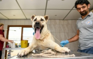 Kamyonetin arkasında sürüklenen köpek tedavi altına...