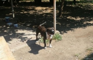 Pitbull cinsi köpeği sokakta ağızlık ve tasmasız...