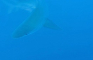 Profesörün köpekbalığı sürüsüyle yakın teması...