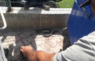 Sahile yakın bölgedeki yılan kurtarılıp doğaya...