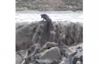 Sel sularında mahsur kalan tilkinin 11 dakikalık...