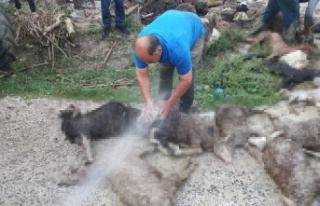 Selde 48 küçükbaş hayvan telef oldu