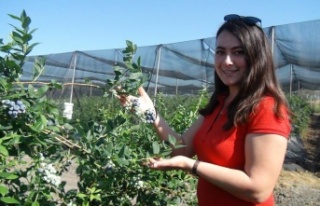 Tek tek elle toplanıyor, kilosu 360 TL'ye kadar...